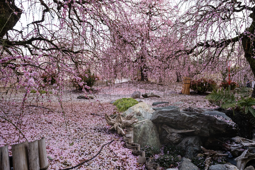 Pflaumenblüten