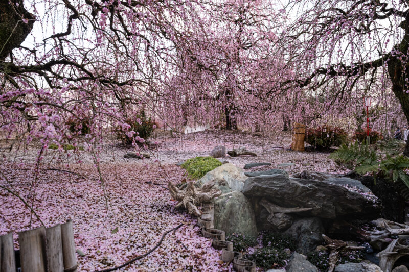 Pflaumenblüten