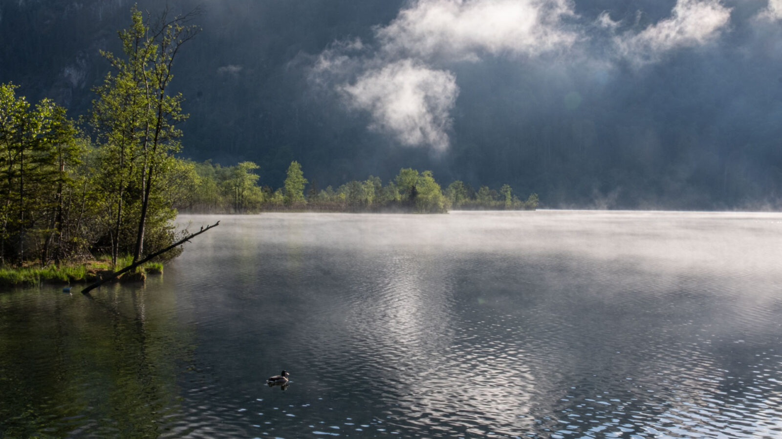 Nebelmorgen am Almsee