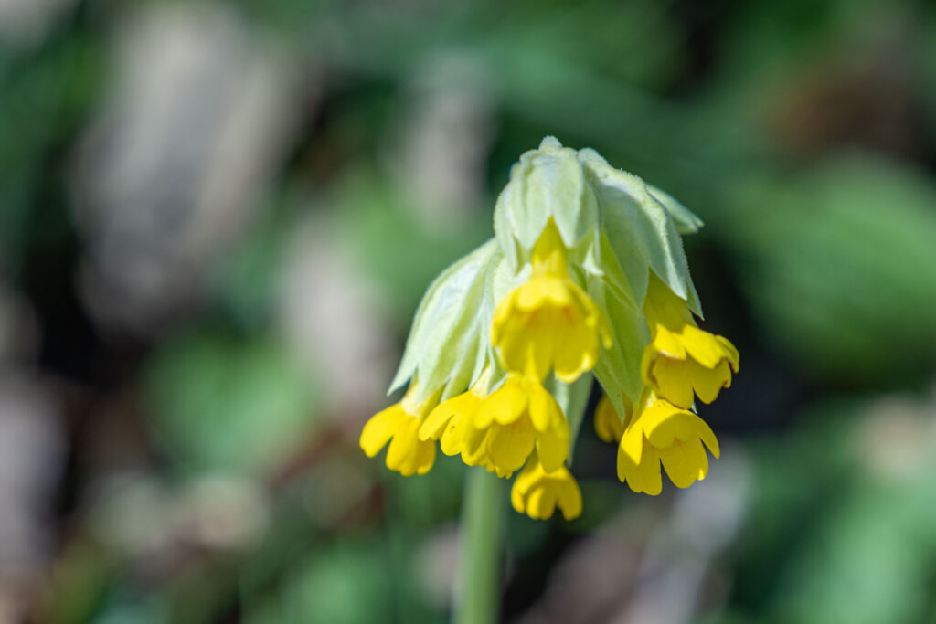 Schluesselblume