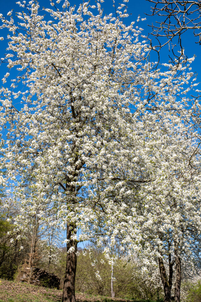 Blühender Baum