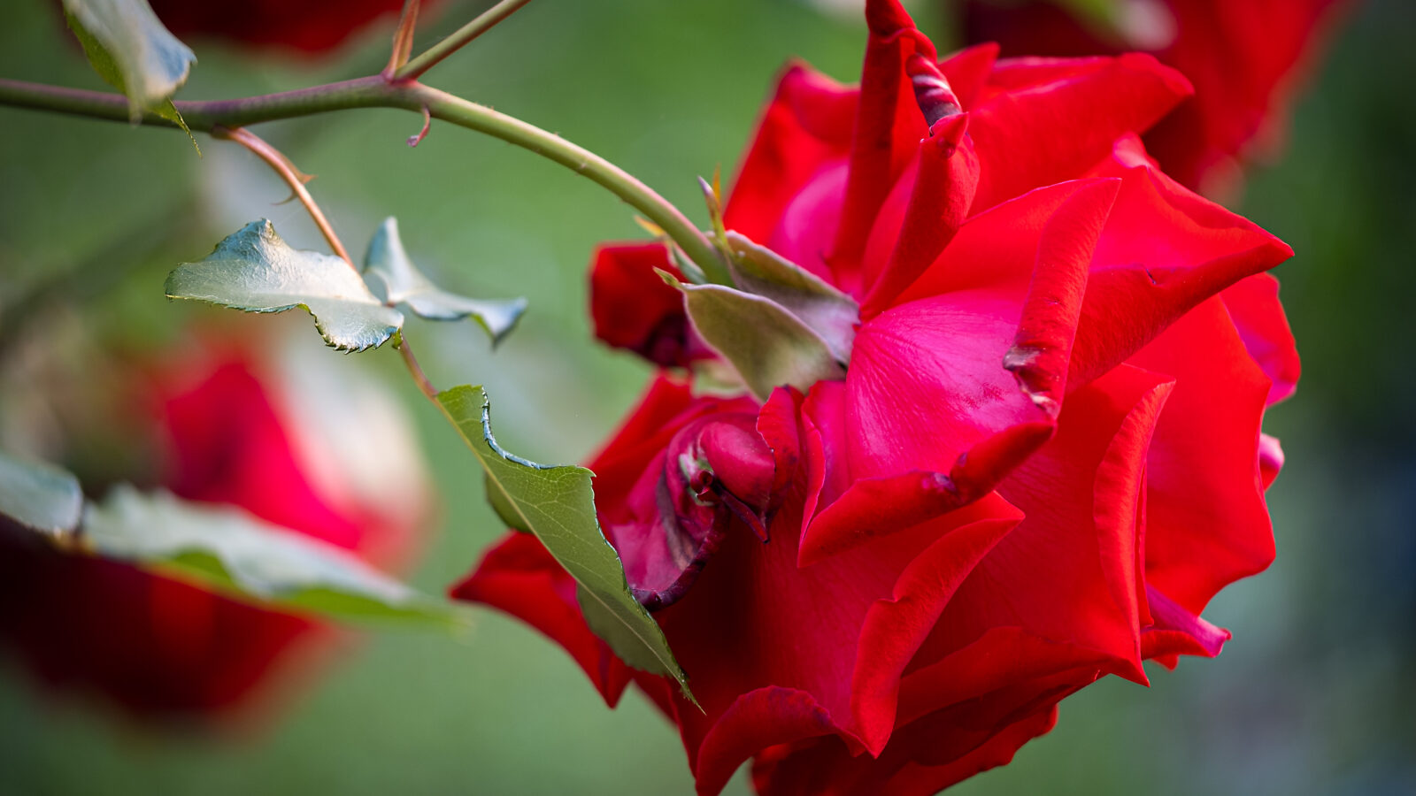 Rosenzeit –wenn der Garten explodiert