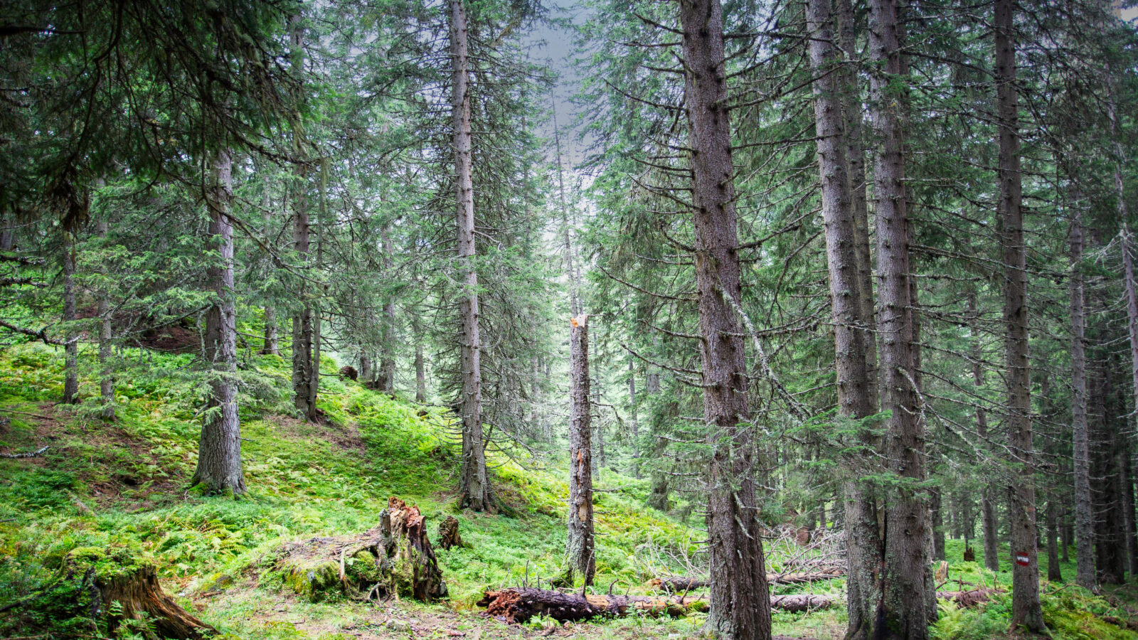 Was der Wald sich merkt